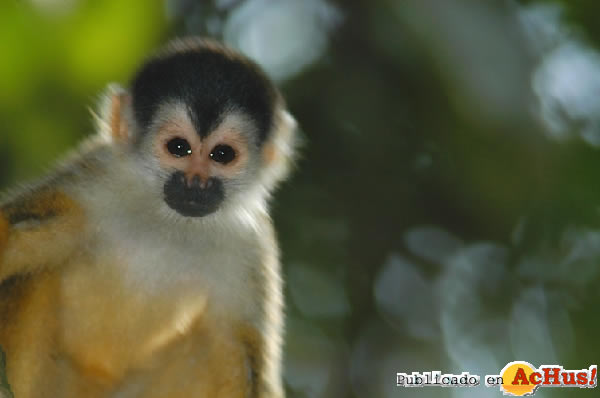 Squirrel Monkey