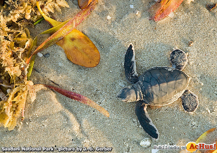 Green Turtle hatchling