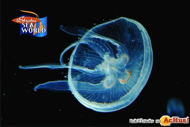 Moonjellyfish