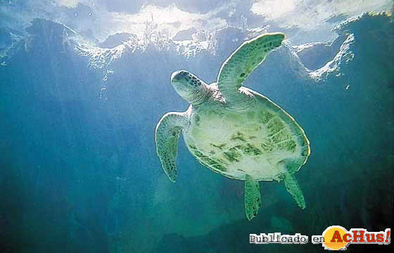 Sea Turtle