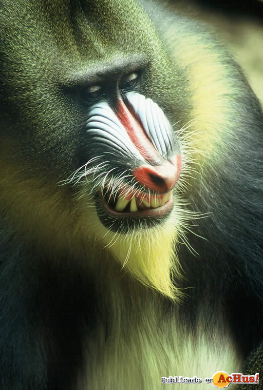 Mandrill