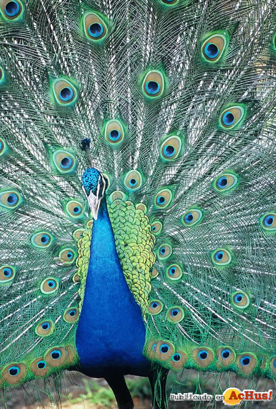 Peacock