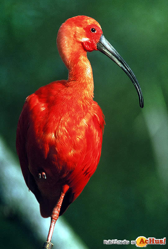 Scarlet Ibis