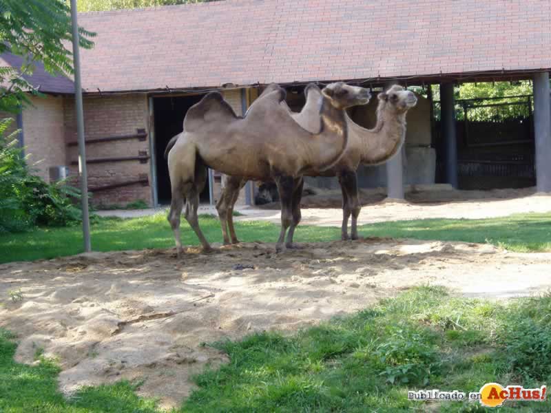 Brookfield Zoo 48