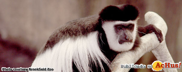 colobus monkey