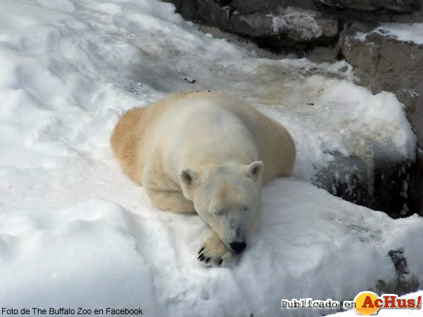 Buffalo Zoo 04