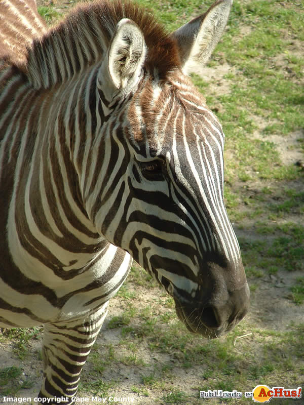 Cape May County Park Zoo 08