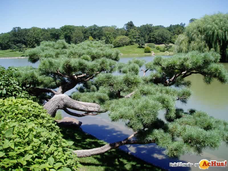 Chicago Botanic Garden 29