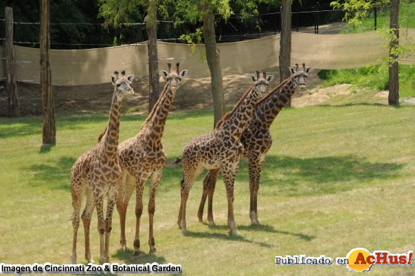 Cincinnati Zoo Botanical Garden 16