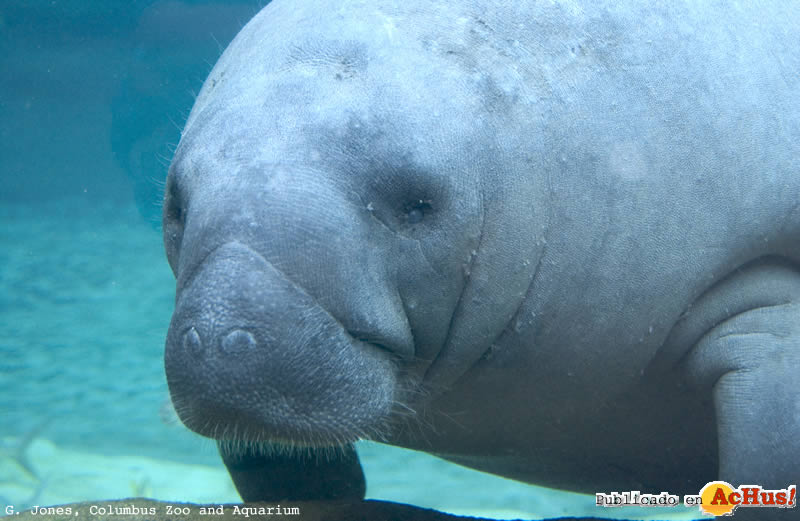 Manatee