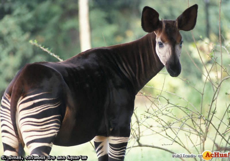 Okapi