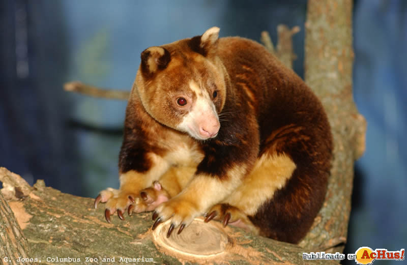 Tree Kangaroo