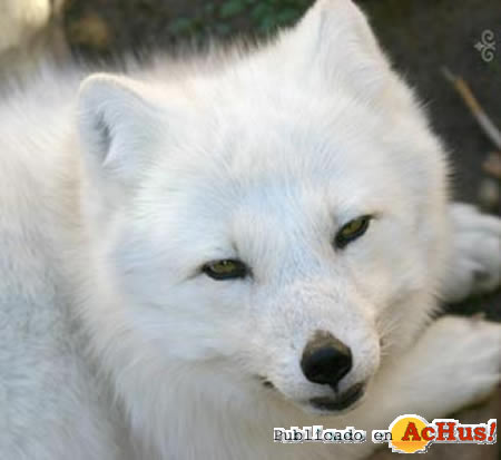 ArcticFox