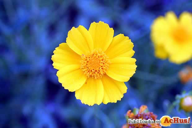 Lance leaf Coreopsis