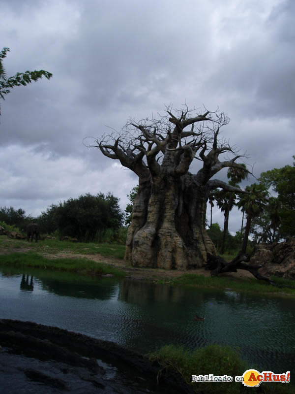 Animal Kingdom 19