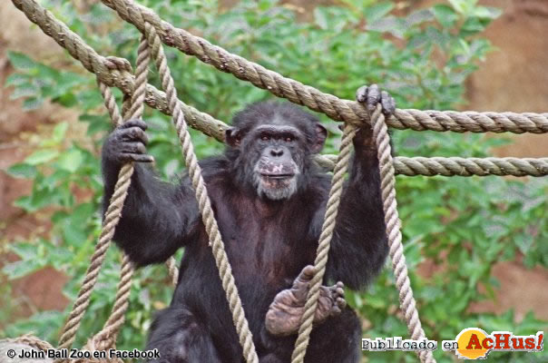 CHIMPANZEE