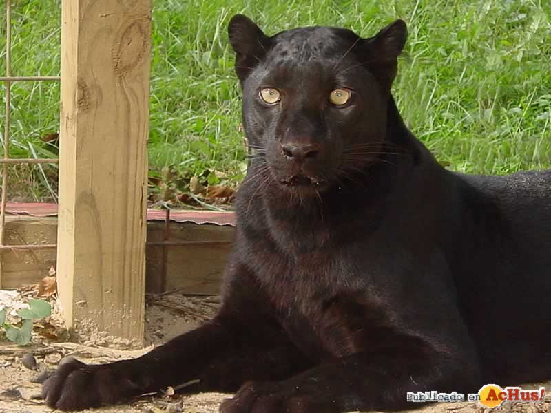 Lookout Mountain Wild Animal Park 03