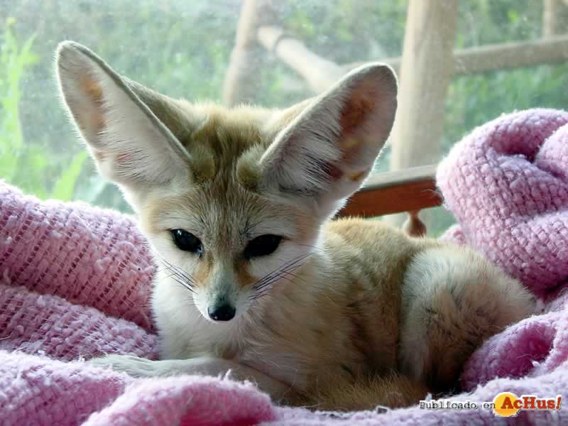 Lookout Mountain Wild Animal Park 09