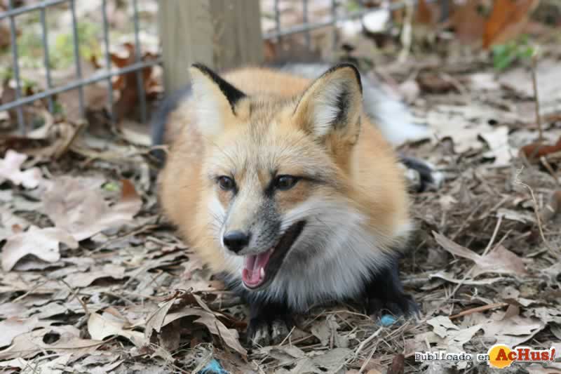 Lookout Mountain Wild Animal Park 19