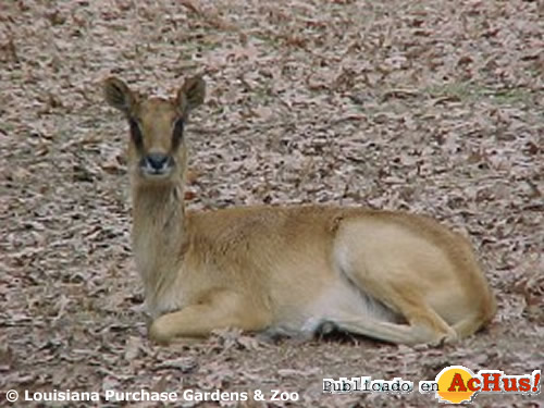 Nile Lechwe Female