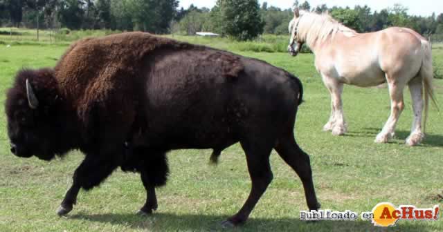 North American Bison