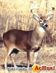 White Tail Deer