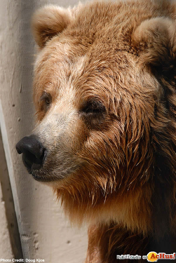 Brown Bear