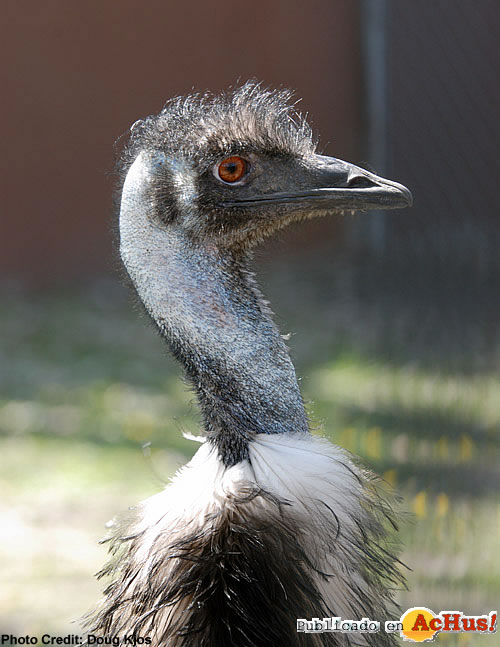 Emu