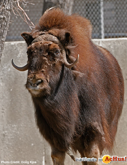 Musk Ox