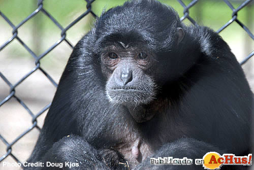 Siamang Gibbon