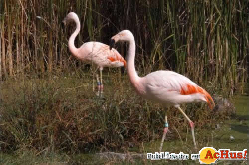 Chilean Flamingos