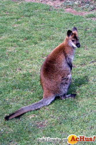 Wallaby