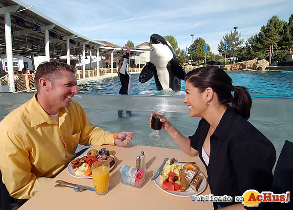 Dine_Shamu2