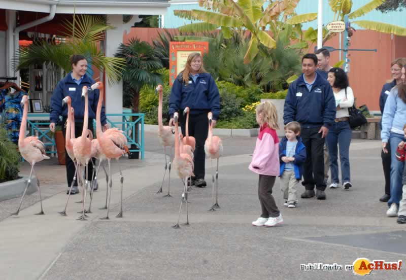 FlamingoParade