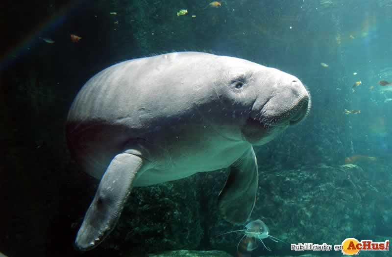 ManateeRescue