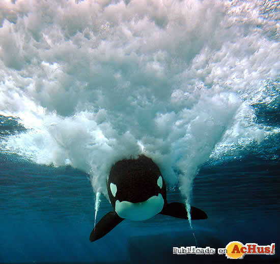 Shamu_Show4