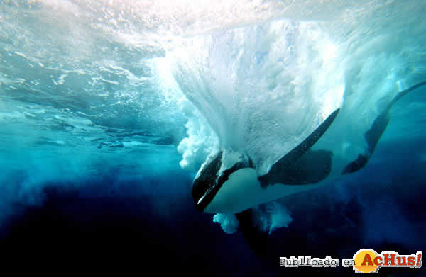 Shamu_Show6