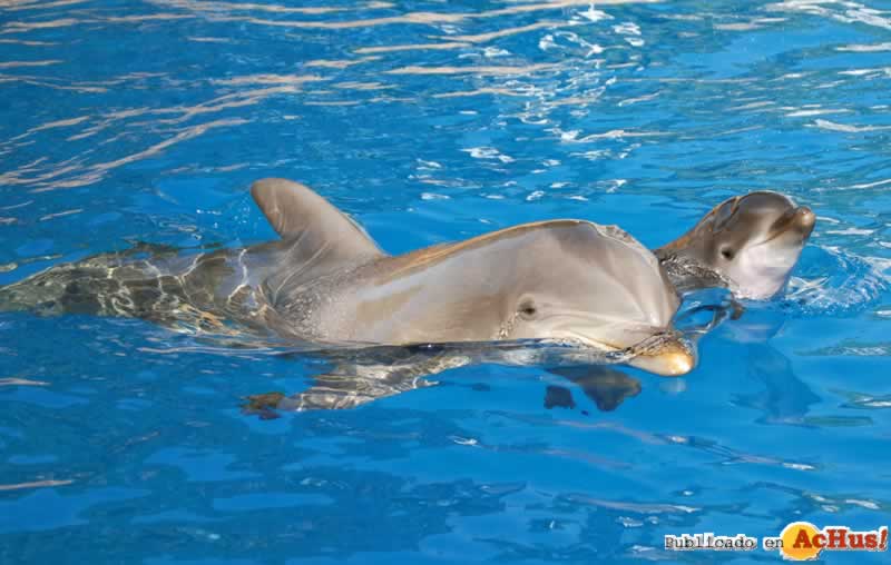 delfines 001