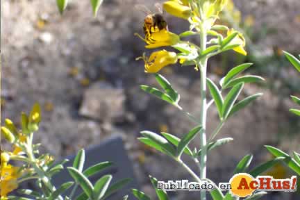 bladderpod