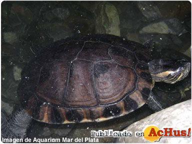 Tortugario