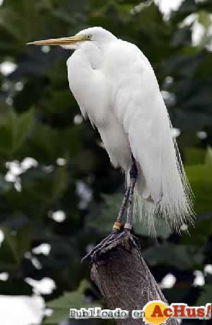 Egretta_alba