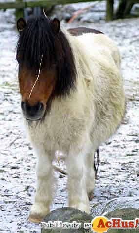 Equus_caballus