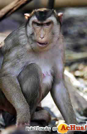 Macaca_nemestrina