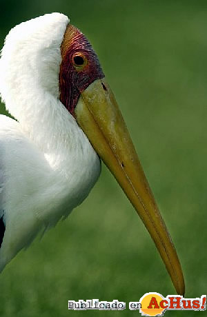 Mycteria_ibis