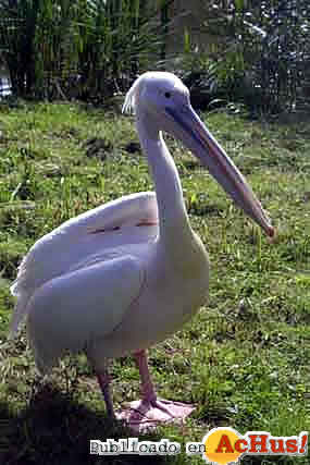 Pelecanus_onocrotalus