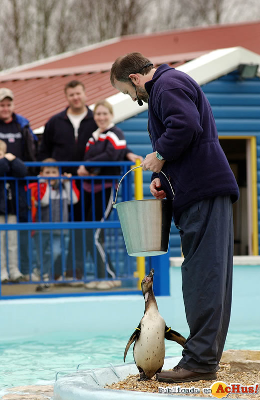 PenguinPoolFeeding