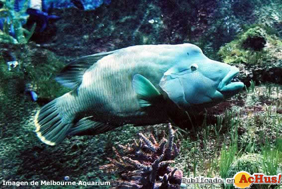 Humpheaded Maori Wrasse