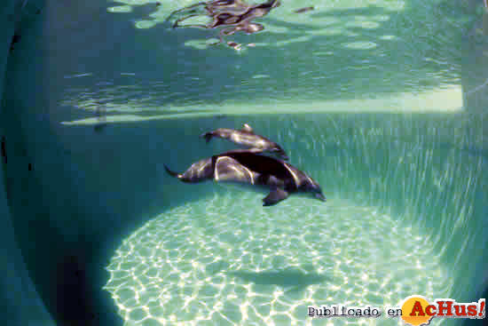 marineland_delfines3