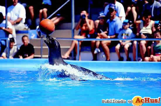 Marineland Mallorca 16