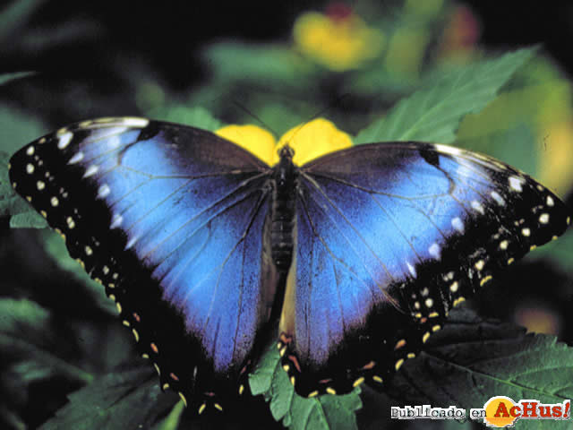 Mariposario Drago 14